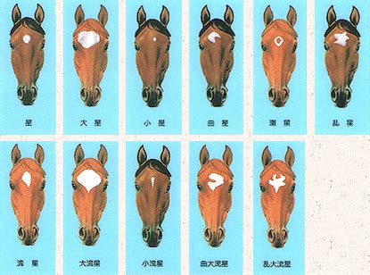 馬星|馬の毛色と特徴−頭部の白斑